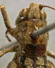 CollectionObject 1536016; fe2c7e06-380c-4088-ad23-bca0381552bf: female pronotum, dorsal view (syntype). (CollectionObject).