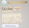 CollectionObject 1560024; NHMUK(SF IMPORT DUPLICATE) 844791, 3df16e20-8d97-4e8f-a31b-503c6561587f: copyright Natural History Museum, London. male, data labels [round label reversed] (syntype). (CollectionObject).