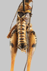 CollectionObject 1499310; 938960b3-b477-4fe9-8435-7f324cc183e6: Male, caudal view (holotype). (CollectionObject).;Barraza crybeloplatus (Rentz & Gurney, 1985): Holotype. UMMZI-328244. Image: Francisco Rivas. (Otu).