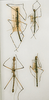 CollectionObject 1560566; f05e9bba-76ac-4de0-9c4f-3faae724cc00: copyright MRSN, Torino. female juv. of synonym Bacunculus festuca (lectotype, top left) and male / female juv. (paralectotypes). (CollectionObject).