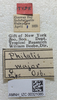 Other: !! display not done !! on Philatis major Osborn, 1924: (Observation).