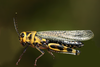 Diponthus paraguayensis Bruner, 1906: female. (Otu).