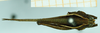CollectionObject 1587009; 7bd7f067-5e60-4b6e-a763-b5076000a671, NHMUKNHNUK010924787: female, dorsal view (syntype). (CollectionObject).