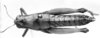 Image Carbonell, C.S female, dorsal view (syntype). Depicts CollectionObject 1566259; 1cbf1358-a25a-48c4-840b-6f9aec6f18f6, a CollectionObject.