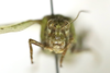 CollectionObject 1478475; c3b0559d-264d-44e9-af55-38dea6ae521d: male, frontal view (neotype of Oedipoda lugubris). (CollectionObject).