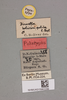 CollectionObject 2051852; NHMUK015982299, dc6da0de-0574-4f3a-884a-0fc2005490f0: labels (paratype). (CollectionObject).