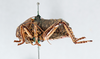 CollectionObject 2868942; CNCI 1043802, a691fcc5-7982-4125-8eb3-b922f1dbcad0: Cyphoderris monstrosa. (CollectionObject).