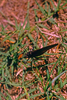 CollectionObject 1576942; dc08eb6a-5bf8-44c5-b163-f1601a19eb7e, CH4139: male. (CollectionObject).