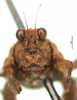 CollectionObject 1568270; 03ba0241-de16-4782-a1af-0d9afe168a5f: female, frontal view. (CollectionObject).