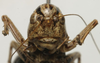 CollectionObject 1535969; 2e7f994d-7944-4afe-971e-93154869e6a2: male, frontal view (syntype). (CollectionObject).
