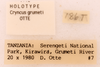 CollectionObject 1522768; 5685d436-8aef-492a-ae3f-38625480179e: Male, labels (holotype). (CollectionObject).
