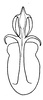 Aedeagus, ventral view on Arocephalus (Arocephalus) longiceps (Kirschbaum, 1868): dorsal view. (Observation).