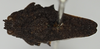 CollectionObject 1477370; c6033290-4ffa-46ad-bb21-8bc098733b77, NHMUK010924422: female (holotype), dorsal view. (CollectionObject).