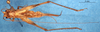 CollectionObject 1590028; 41e30de1-8d9a-43ab-a41d-597043c6d53b: female, dorsal view (allotype). (CollectionObject).