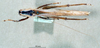 CollectionObject 1505467; b4ef4b31-276b-4803-99a4-d22537ac7232: female, dorsal view. (CollectionObject).