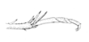 Ceuthophilus (Geotettix) guttulosus thomasi Hubbell, 1936: Fig. 249. hind tarsus. (Otu).