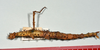 CollectionObject 1556966; a89197eb-23aa-4902-b0f8-bc0103067a78: copyright CMNZ, Christchurch. female of synonym Acanthoxyla suteri, dorsal view (syntype). (CollectionObject).