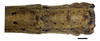 CollectionObject 1596258; 825f9f90-e348-4b8a-a1cc-9df1a3a6136e: copyright NKUM Nankai. female: end of abdomen, dorsal view (holotype). (CollectionObject).