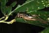 Cardiodactylus borneoe Robillard & Gorochov, 2014: male (Sandakan). (Otu).