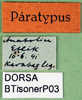 CollectionObject 1502022; 22f6c639-92e0-4c8f-9a58-c0e48d20e5dd: labels (paratype). (CollectionObject).