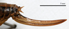 ovipositor, lateral view (holotype). Depicts CollectionObject 1532120; 51080269-3759-455b-aac7-6005281a972e, a CollectionObject.