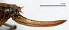 CollectionObject 1532120; 51080269-3759-455b-aac7-6005281a972e: ovipositor, lateral view (holotype). (CollectionObject).
