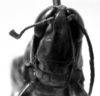 CollectionObject 1564378; c2aad372-89a4-4db6-b5fb-5563eea7324d: Image Carbonell, C.S. male, frontal view (paralectotype). (CollectionObject).