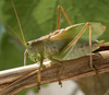 male (Poland, Zakopane). Depicts Tettigonia cantans (Fuessly, 1775), an Otu.