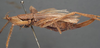 CollectionObject 1505632; 4a28186c-e69c-48d3-a349-4bbc23c22989: female habitus, lateral view (holotype). (CollectionObject).