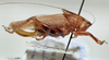 CollectionObject 1537786; NNM 3225791, 3b7a69c5-a335-4d69-a2a2-0f580ee18c96: female, lateral view. (CollectionObject).