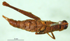 CollectionObject 1500943; d5ef4de3-c5de-4fa0-b6ed-6fe54322a877: female, dorsal view (holotype). (CollectionObject).