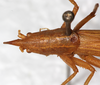 CollectionObject 1531625; 7af52504-3828-4b1b-bf63-70cec441861e: female, dorsal view (holotype). (CollectionObject).