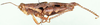 Sedulia specularia (Stål, 1875): lateral view. (Otu).