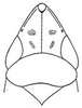 Head on Flexamia sandersi (Osborn, 1907): head, dorsally. (Observation).