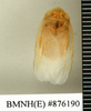 Heterogamodes ursina quadrispina Chopard, 1929: Copyright Natural History Museum, London. Paratype (adult male) in BM(NH). Dorsal view. (Otu).