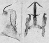 Other: !! display not done !! on Neozygina apacha (Baker, 1925): Pygofer lobe, aedeagus, connective, and styli. (Observation).