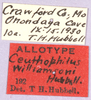 CollectionObject 1499649; 515098e1-ecd4-4454-947e-576ad79da192: labels (allotype). (CollectionObject).