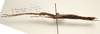 CollectionObject 1595830; ca24f273-9954-48d3-8d1c-a7ac97583fd4: copyright LKCNH Singapore. female, lateral view (holotype). (CollectionObject).