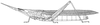 Glyphoclonus miripennis Karsch, 1896: Page 183, Figure 1. female habitus. (Otu).