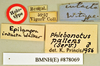 Phlebonotus pallens (Serville, 1831): Holotype, male, labels. BMNH(E)#878069. (Otu).