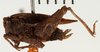 female, lateral view (paratype of Tetrix sjostedti). Depicts CollectionObject 1574540; NHRS NRM-ORTH 13403, 327e181c-7531-4157-8ae6-d4836881bf4f, a CollectionObject.