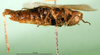 CollectionObject 1591806; DORSA BA00038S01, c96daaec-267f-4112-9194-01e5c673e1d4: female, lateral view (syntype of Gryllus bicolor). (CollectionObject).