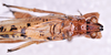 CollectionObject 1583378; b6be02dd-43cc-4d6b-a4fd-6e59feac4d45: male, body dorsal view detail (paratype). (CollectionObject).