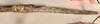 CollectionObject 1557400; a4201265-e4a5-4a62-be2f-58ec38975bd1: copyright OUMNH. female: end of abdomen, lateral view of synonym Phibalosoma calametum (holotype). (CollectionObject).