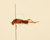 CollectionObject 1528346; 680a4251-a3d0-4c1a-ae47-6cbbec2ed55c, NHMUK015982170: male, lateral view (holotype). (CollectionObject).