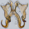 Aedeagus, ventral view: (Observation).