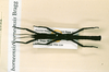 CollectionObject 1563719; 6f163fbb-281c-4279-9491-dcb0c21a7970: copyright NHRS, Stockholm. male (paratype). (CollectionObject).