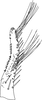Subgenital plate, ventral view on Distantasca latibasis (Zhang & Liu, 2010): Subgenital plate. (Observation).