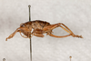 CollectionObject 1475002; 0c7dc88e-84d3-455e-a200-7f087d2be611: female, lateral view (syntype). (CollectionObject).