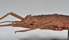 CollectionObject 1558294; NHMUK(SF IMPORT DUPLICATE) 845352, c0abbad1-e9b3-4d34-a809-5486ccb41942: copyright Natural History Museum, London. female: head and thorax, lateral view (holotype). (CollectionObject).